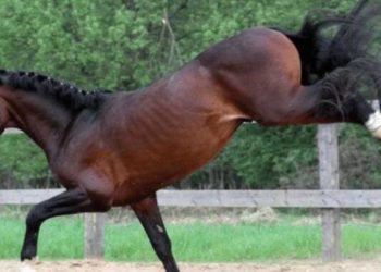 В громаді на Тернопільщині кінь травмував господаря: чоловік отримав перелом основи черепа