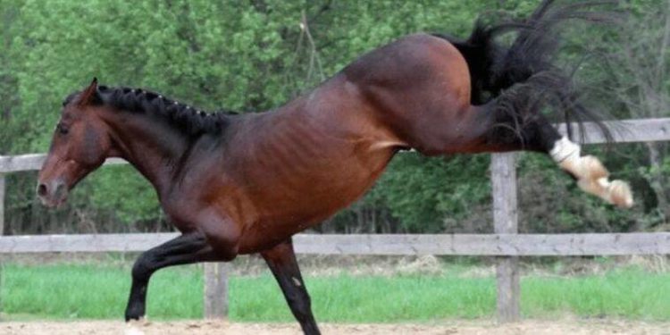 В громаді на Тернопільщині кінь травмував господаря: чоловік отримав перелом основи черепа