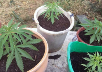 На Тернопільщині чоловік вирощував коноплю у горщиках для вазонів