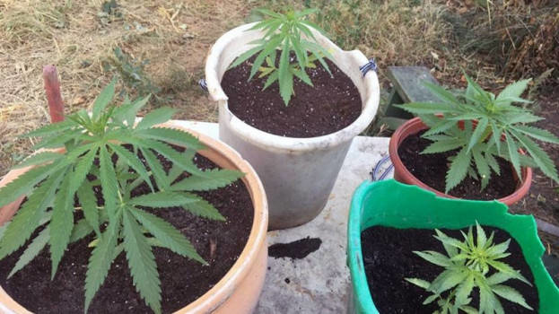 На Тернопільщині чоловік вирощував коноплю у горщиках для вазонів