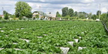 Подружжя з Тернопільщини започаткувало нестандартний бізнес (відео)
