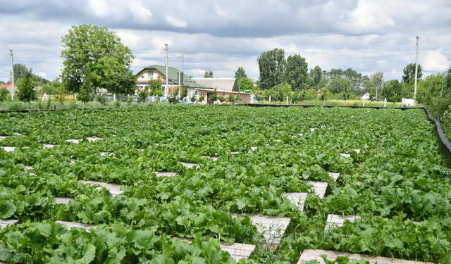 Подружжя з Тернопільщини започаткувало нестандартний бізнес (відео)