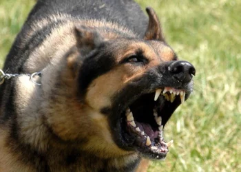 Надзвичайна ситуація: відразу у п’ятьох селах Тернопільщини можуть запровадити карантин через спалах сказу