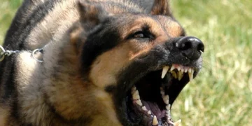 Надзвичайна ситуація: відразу у п’ятьох селах Тернопільщини можуть запровадити карантин через спалах сказу