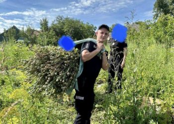 Поліція Тернопільщини виявила незаконні насадження маку: знищено понад 2 тисячі кущів