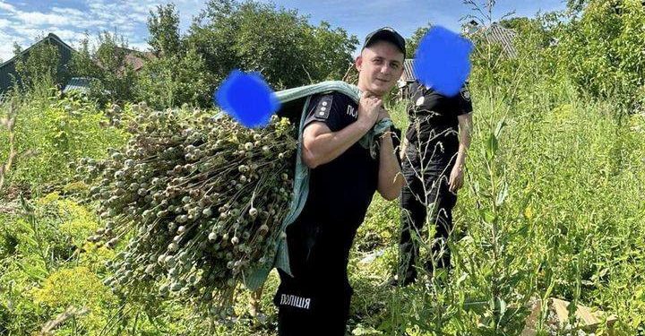 Поліція Тернопільщини виявила незаконні насадження маку: знищено понад 2 тисячі кущів