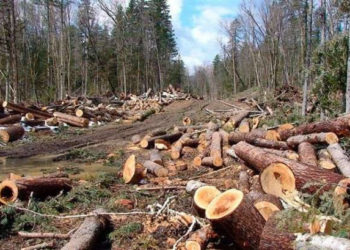 Посадовця з Тернопільщини звинуватили у завданні збитків екології на суму 14,7 млн грн.