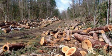 Посадовця з Тернопільщини звинуватили у завданні збитків екології на суму 14,7 млн грн.