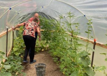 Поліція знайшла міні-плантацію наркотиків: затримано жителя Тернопільщини