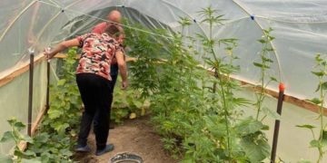 Поліція знайшла міні-плантацію наркотиків: затримано жителя Тернопільщини