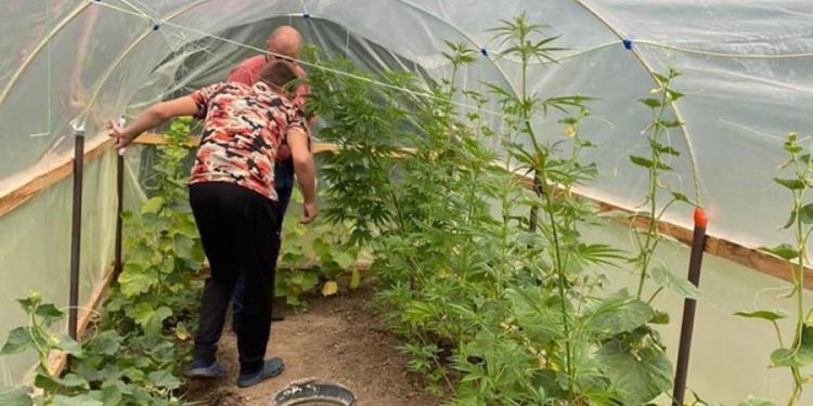 Поліція знайшла міні-плантацію наркотиків: затримано жителя Тернопільщини