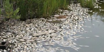 У річці біля Тернополя масово гине риба