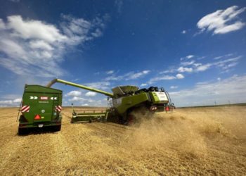 «Контінентал» розпочав збір урожаю ранніх зернових