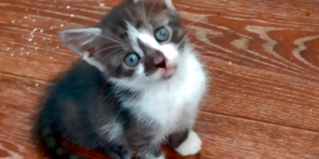 У Тернополі інспектори роти ТОР врятувати маленького хвостика