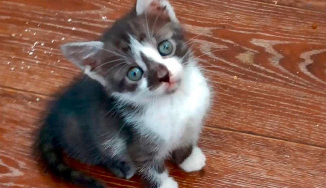 У Тернополі інспектори роти ТОР врятувати маленького хвостика