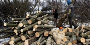 Лісників з Тернопільщини підозрюють в незаконній вирубці дерев на природно-заповідній території