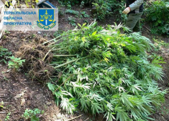 На Тернопільщині судили чоловіка, який виростив 60 кущів коноплі