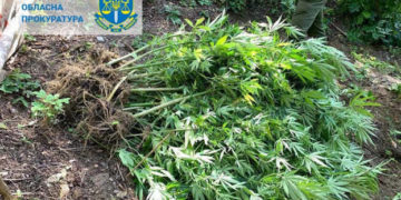На Тернопільщині судили чоловіка, який виростив 60 кущів коноплі