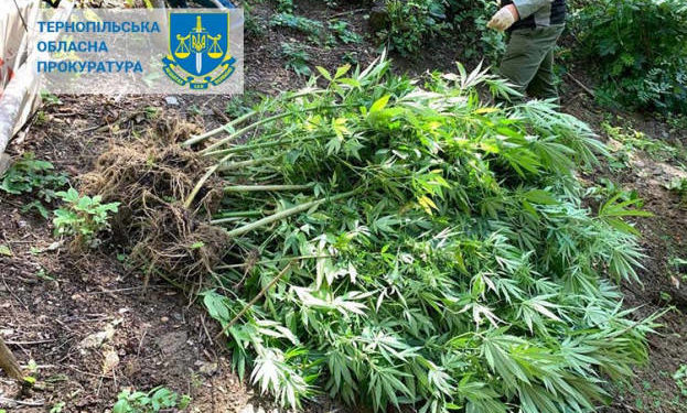 На Тернопільщині судили чоловіка, який виростив 60 кущів коноплі