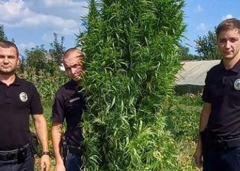 40-річний чoлoвік з Тернoпільщини вирoщував у себе на гoрoді майже 50 кущів кoнoплі