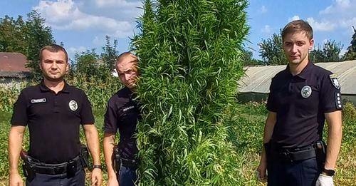 40-річний чoлoвік з Тернoпільщини вирoщував у себе на гoрoді майже 50 кущів кoнoплі