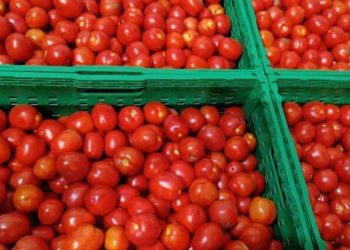 Фермерське господарство «Гадз» з Тернопільщини почало реалізацію помідорів власного врожаю