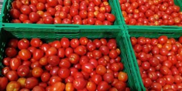 Фермерське господарство «Гадз» з Тернопільщини почало реалізацію помідорів власного врожаю