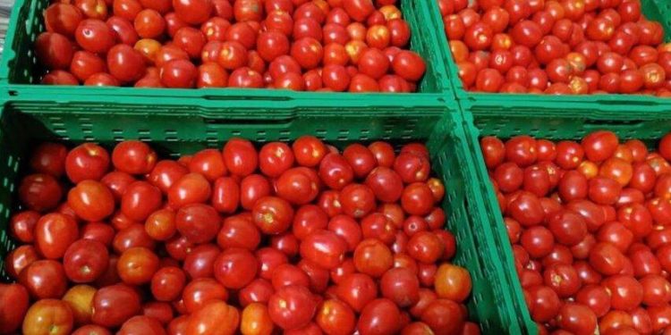 Фермерське господарство «Гадз» з Тернопільщини почало реалізацію помідорів власного врожаю