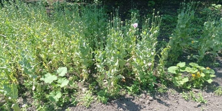 Від початку року поліцейські Тернопільщини зафіксували 75 фактів вирощування нарковмісних рослин