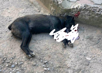 У Чорткові невідомий стрілець періодично вбиває безпритульних собак