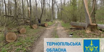 Лісове підприємство на Тернопільщині оштрафували за незаконне вирубування дерев