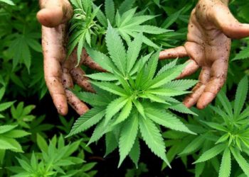 Поліцейські Тернопільщини знайшли поле засіяне коноплею: власника “плантації” можуть на 7 років позбавити волі