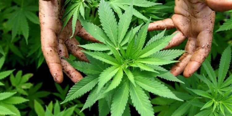 Поліцейські Тернопільщини знайшли поле засіяне коноплею: власника “плантації” можуть на 7 років позбавити волі