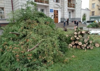 В центрі Тернополя зрізали дерева, щоб зробити квітник
