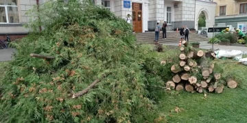 В центрі Тернополя зрізали дерева, щоб зробити квітник