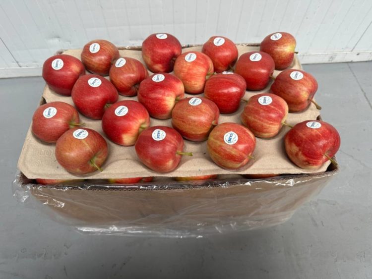 Фермери з Тернопільщини розпочали сезон експорту яблук