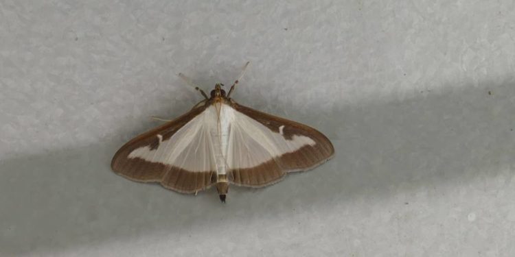 Новий шкідник з Китаю атакує рослини на Тернопіллі