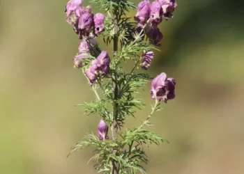 У Національному парку на Тернопільщині науковці виявили унікальну червонокнижну рослину