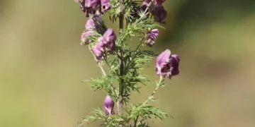 У Національному парку на Тернопільщині науковці виявили унікальну червонокнижну рослину