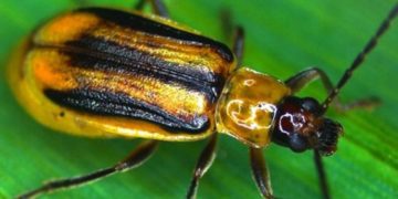 Небезпечний шкідник загрожує кукурудзяним полям Тернопільської області