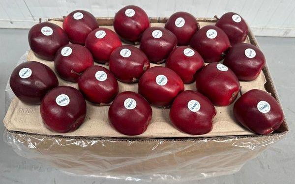 Фермери з Тернопільщини розпочали сезон експорту яблук