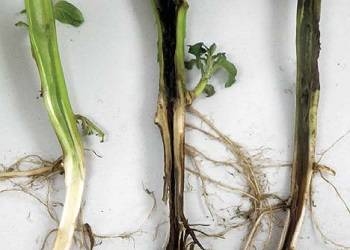 Грибкова хвороба рослин поширюється на посівах ріпаку у Тернопільській області