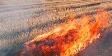 В громаді на Тернопільщині пожежникам вдалося врятувати від вогню понад 2 гектари гречки