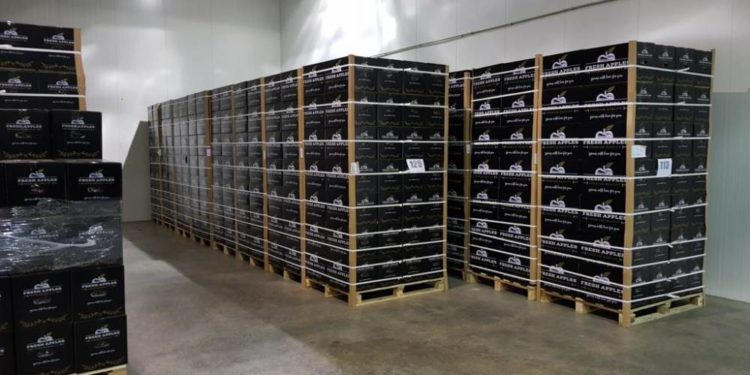 Фермерське господарство “Гадз” розпочинає сезон експорту яблук