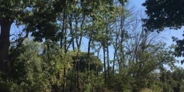 Під час ремонту дороги у Тернополі влада вирішила позрізати дерева на обочині