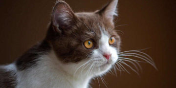 Малолітні “садисти” з Тернопільщини знущалися з тварини й знімали це на відео