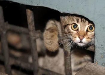 Поліція Тернопільщини знайшла неповнолітніх, які знущалися з кота та знімали це на відео