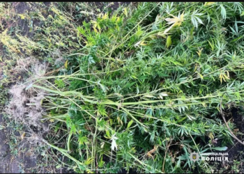 Вирощував коноплю та курив дурман: на Тернопільщині за зберігання наркотиків затримали чоловіка