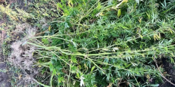 Вирощував коноплю та курив дурман: на Тернопільщині за зберігання наркотиків затримали чоловіка