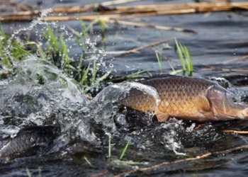 Двоє браконьєрів з Тернопільщини незаконно виловлювали рибу на Дністрі